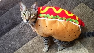 HOT DOG CAT