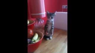 Kitten Standing Up so Cute !!!