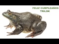 Trilok Animals & Animales