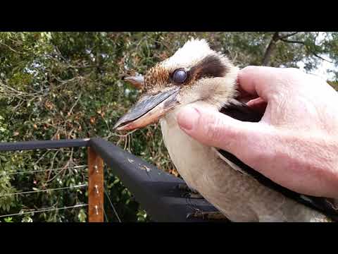 Wild Kookaburra in BLISS! My first approach to these birds! the Learning State works