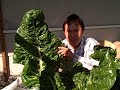 How I Grew 10x Larger Swiss Chard than I Have Ever Seen
