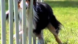 International Border Collie Championship 2013 SLOW MOTION MOVIE by www.DogSports.cz