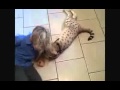 Le plus grand chat du monde