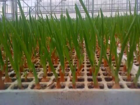 HYDROPONIC SPRING ONION - YouTube