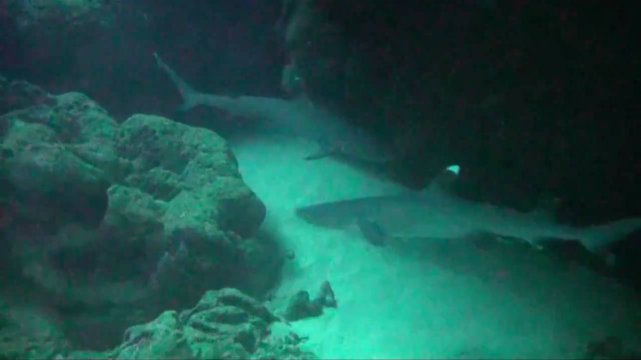 Whitetip Reef Shark at Kauai Tunnel Beach YouTube
