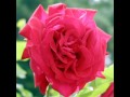 Beethoven Symphony No.9