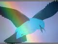 IZ Over the Rainbow