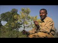 Green Gold - Documentary by John D. Liu