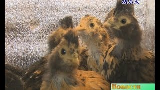 Птичья многоголосица на одном дворе. Жительница п. Рощинский о своём хобби, которое стало профессией