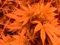 Sweet Medical Marijuana Grow Tent