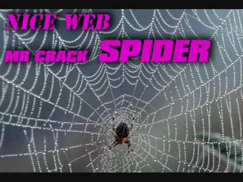 crack spider website