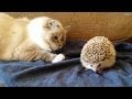 Amazing cat videos to celebrate Caturday!