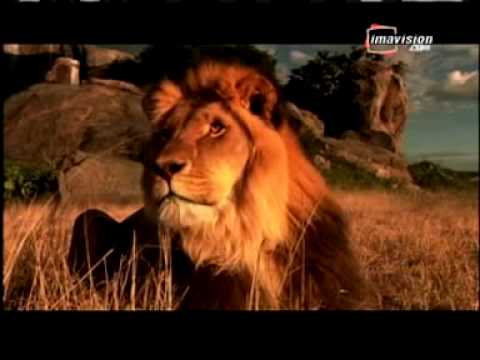 Film Avec Lion Qui Parle | pubs dvd playlist Film Avec Lion Qui Parle | pubs dvd playlist