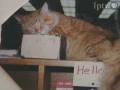 Dewey Readmore Books - Cats of Iowa