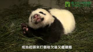 圓圓與圓仔的母女瑜珈 The Giant Panda Baby Doing Yoga with Mom