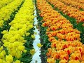 Beautiful Colored Tulip fields