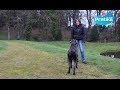 Comment apprendre à votre chien à se mettre debout