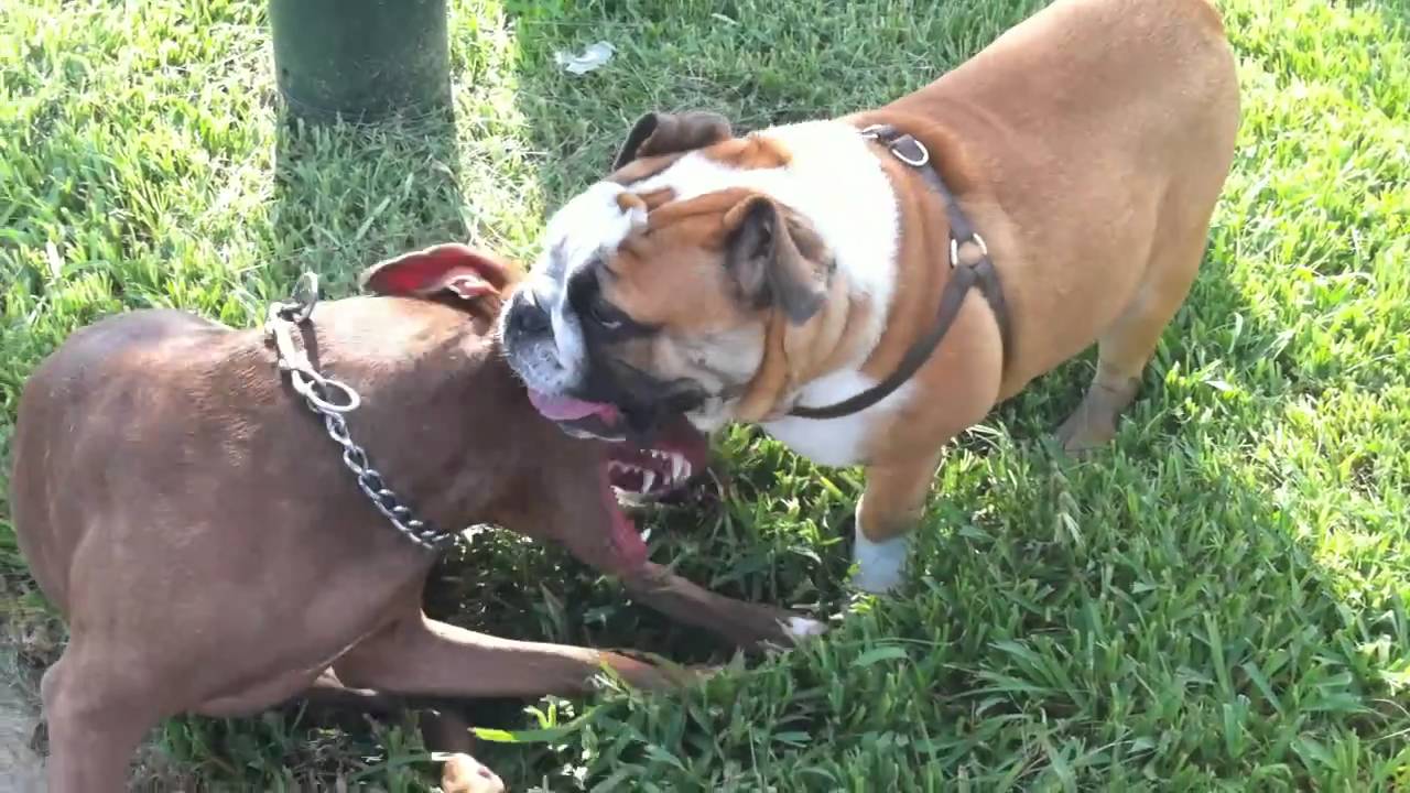 English Bulldog and Pitbull Mix playing YouTube English Bulldog and Pitbull Mix playing YouTube