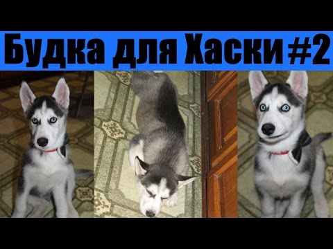 Построить будку для хаски своими руками Построить будку для хаски своими руками