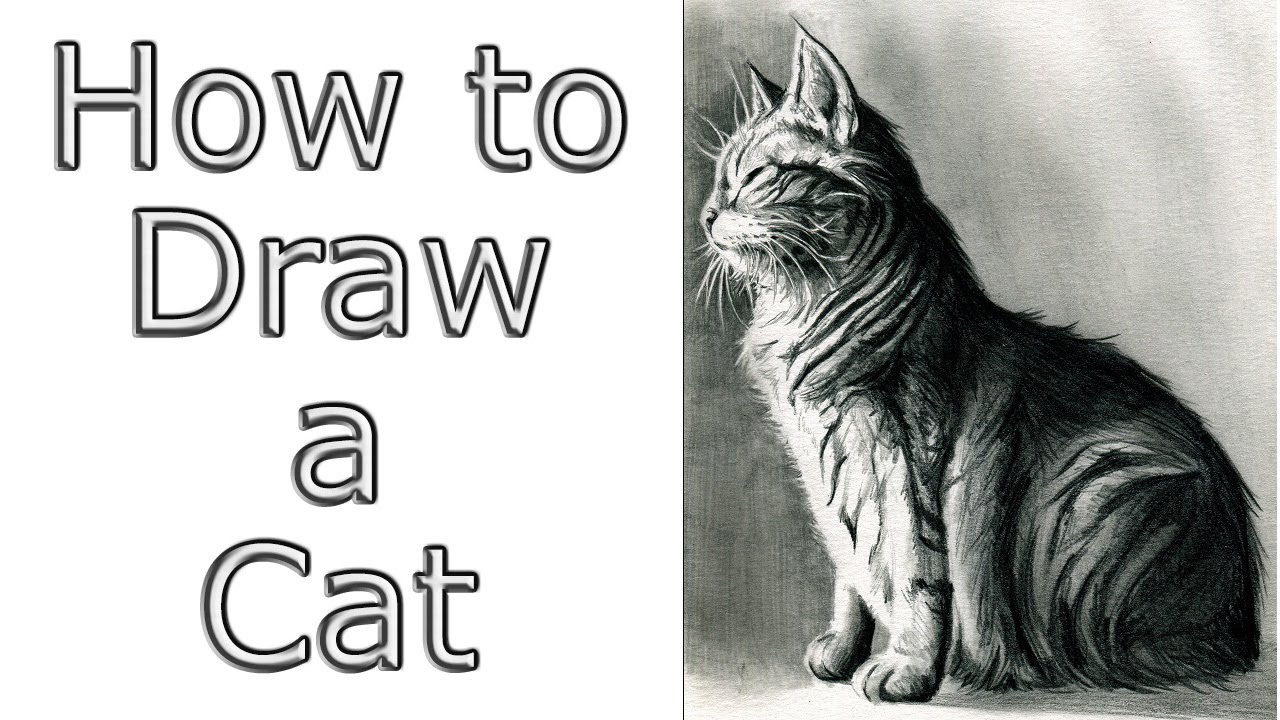  Youtube How To Draw A Cat  Learn more here 