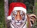 Funny Cute BIG CAT CHRISTMAS!