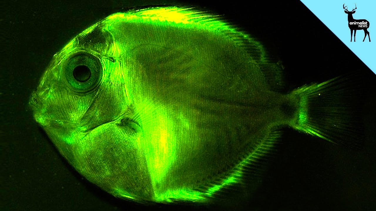 Glowing Fish The First Big Discovery Of 2014 YouTube