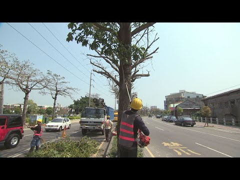 20120402-我們的島-城市裡的樹木哀歌 - YouTube pic