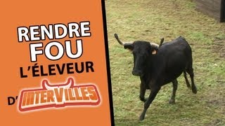 Rendre fou l'éleveur des vachettes d'Intervilles