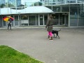 Chien réactif aux humains avec parapluie