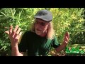 Big Out Door Garden with Jorge Cervantes