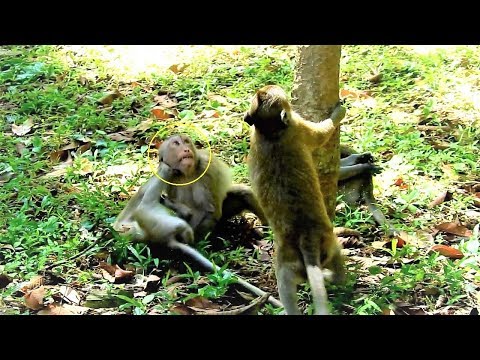 How Amazing Funny Anita Monkey Playing & Friendly Fighting With Friends In Amber Group