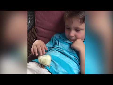 Top 10 Funny Birds Trolling Babies and Kids | Funny Babies and Pets