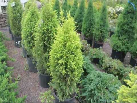 colorful evergreens that are deer resistant youtube colorful evergreens that are deer resistant youtube