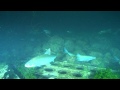 LES LAVARETS FRAIENT HD.mp4