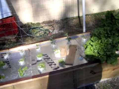 Floating Raft Hydroponic System - YouTube