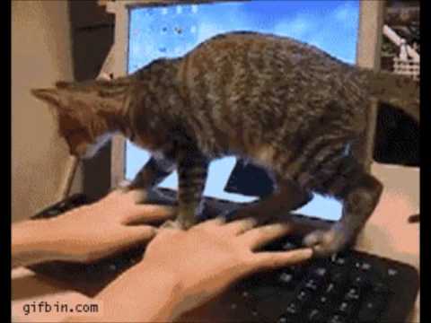 ON DAT SWAG CAT SH!T ON DAT SWAG CAT SH!T