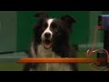 Agility - International Invitation - Large - Agility Finals - Crufts 2013