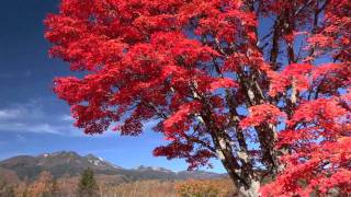 日本の紅葉　Autumn Colors in Japan　乗鞍高原の秋