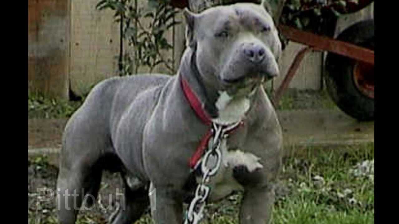 World`s Most Top 10 Strongest Dog Breed - YouTube