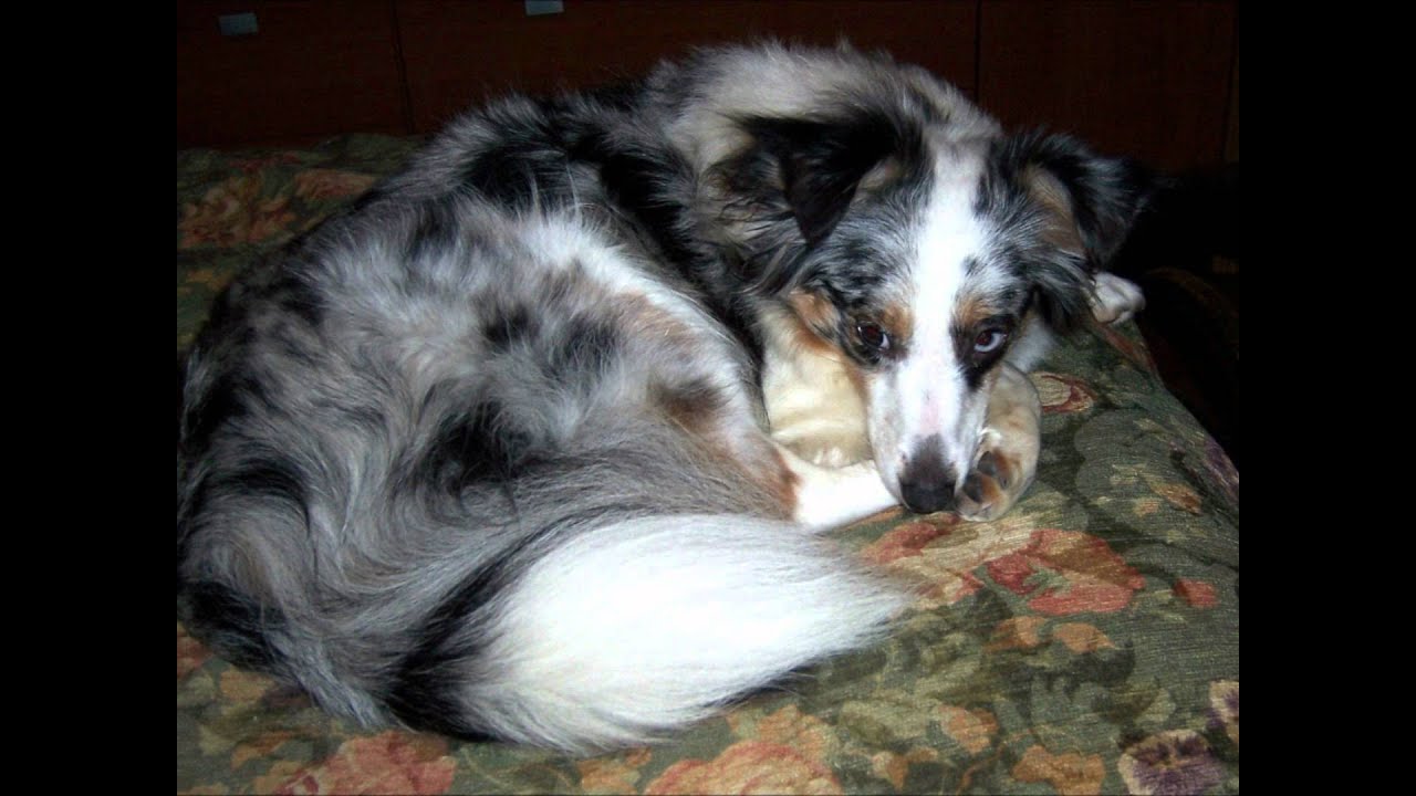 mini aussie chihuahua mix MEMEs mini aussie chihuahua mix MEMEs