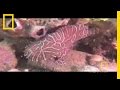 Strange Sea Creatures: Psychedelic Fish