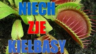 Niech zje kiełbasy