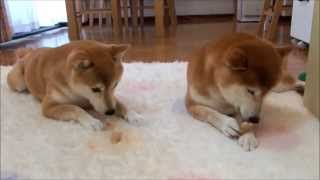 豚のひづめと柴犬ひかいち　Shiba Inu and hard snack