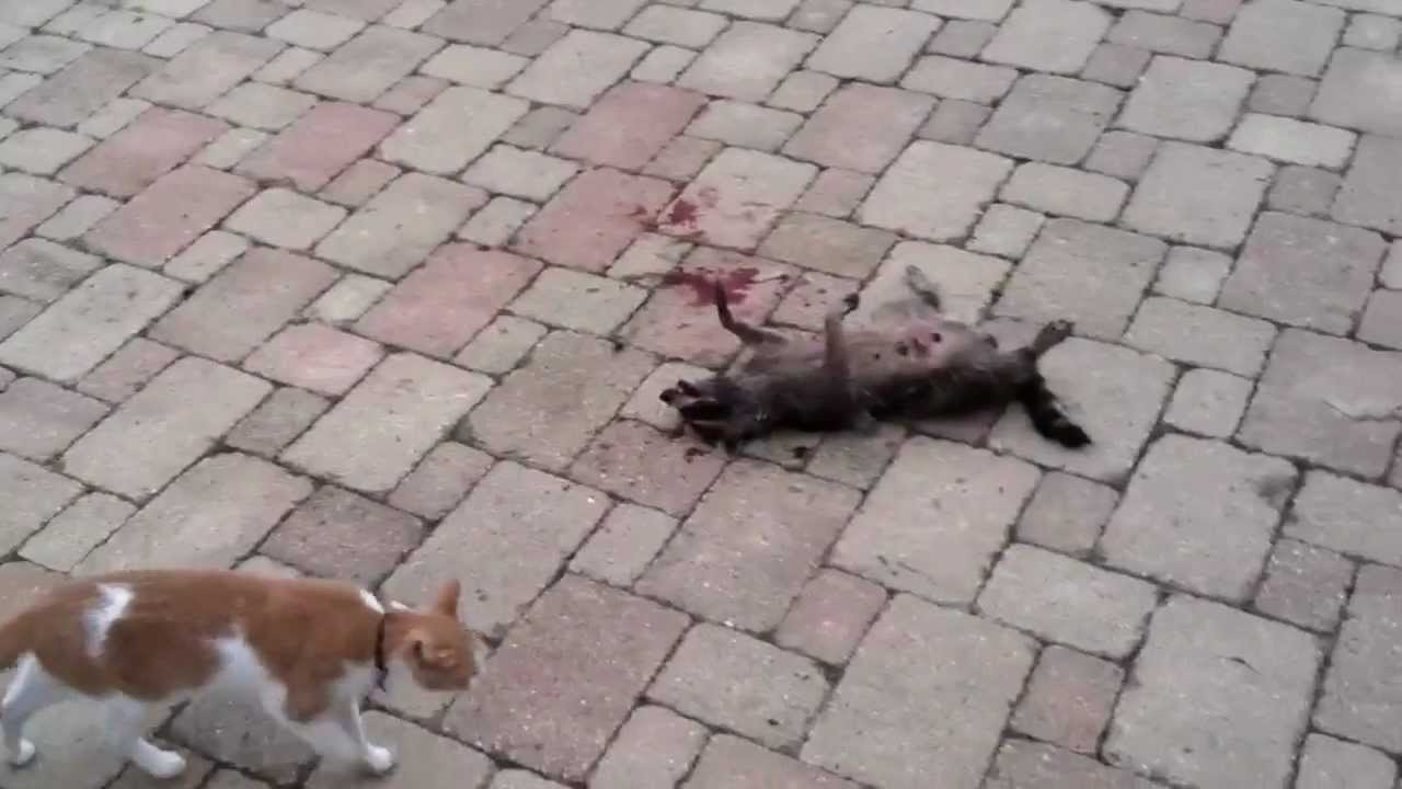 Cat vs. Raccoon (Fight to Death) YouTube
