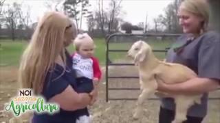 Conversación divertida entre un bebé y una oveja