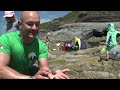 Common shore crab (Carcinus maenas) moulting