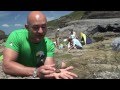 Common shore crab (Carcinus maenas) moulting