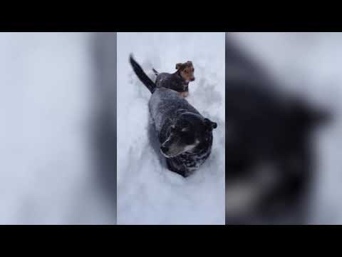 Funny Snow Dog | Very Cute Dog Videos