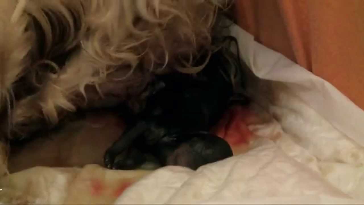 yorkies giving birth terrier birth yorkies giving birth terrier birth