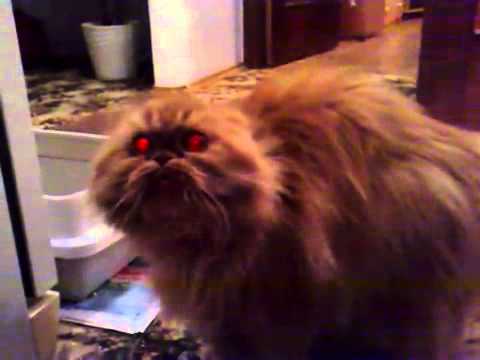 demon cat - YouTube